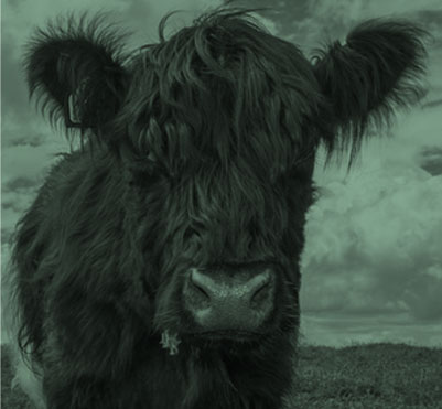 Buy Meat Online - Traditional Scottish Quality Butchers ...